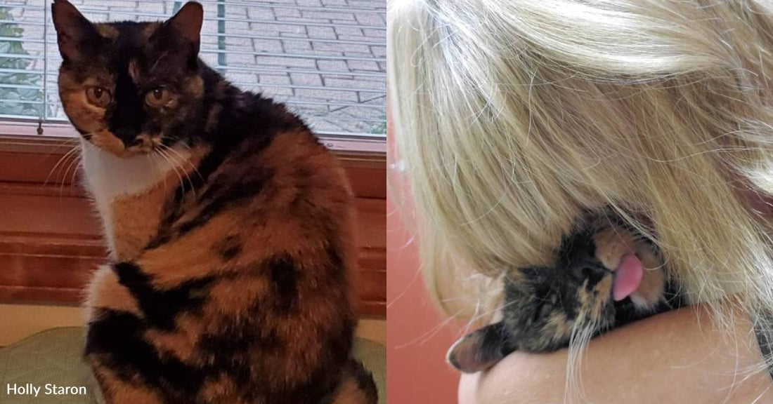 Woman Saves Feral Cat From Coyotes, Cat Eventually Trusts Her Enough to Move In