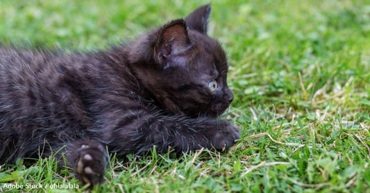 Little Kitten Saved From 'Horrible' Big Cat Rescue