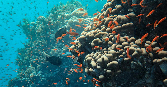 GoPro Left Underwater Captures Rare Seal and Whale Songs