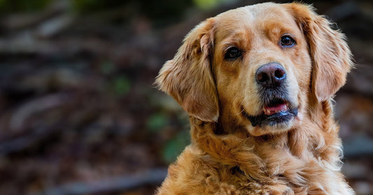 Close-up of a golden retriever with a calm expression against a softly blurred outdoor background.