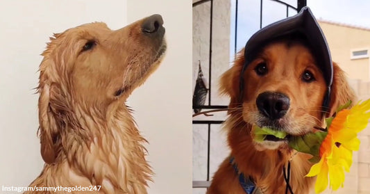 Learn How to Prepare for a Date with This Handsome Golden Retriever