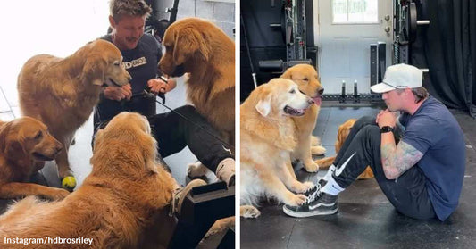 Split image of a man seated on a gym floor surrounded by several golden retrievers, with the dogs gathered closely around him in a calm, affectionate group.