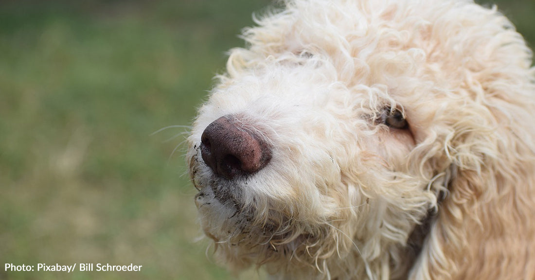 Senior Goldendoodle Refuses To Eat Her Food Unless Parents Pretend To "Season" It With Ranch Dressing