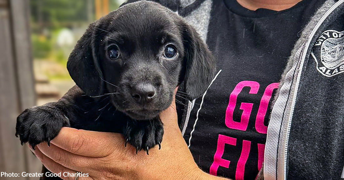 Over 280 Cats & Dogs Sterilized at Good Fix Clinic in Alaska