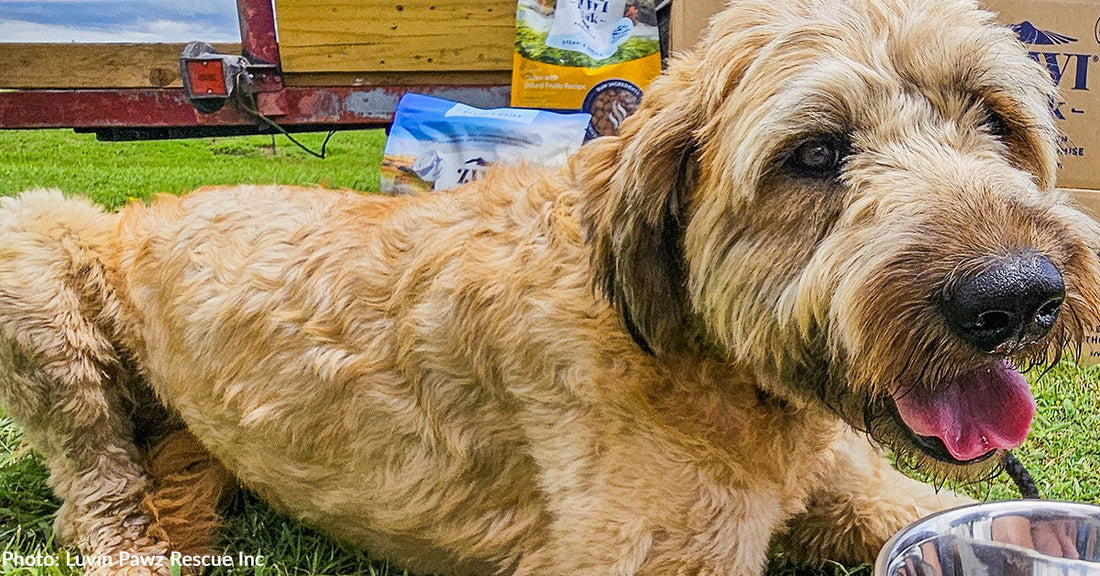 Abused Dog Dumped on Side of Road to Die Finally Gets Care He Needs to Heal