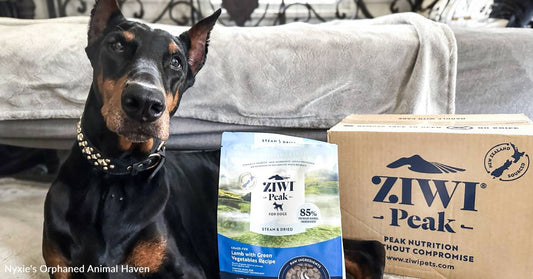 You're Brightening the Remaining Days of Dog Who Trains Puppies, Kittens