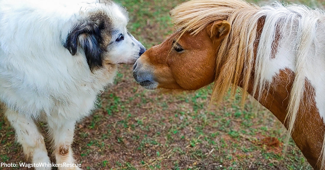 Unruly Mini Horse Forms Adorable Friendship with Dog He Meets at Rescue