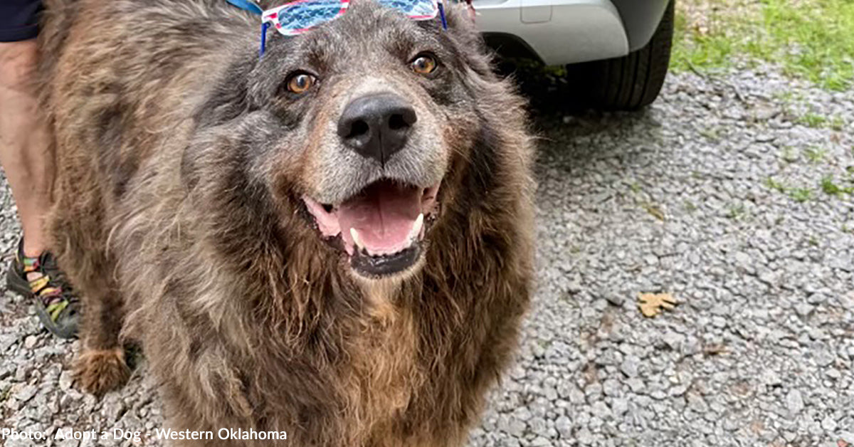 Dog Found Chained to Tree is Living His Best Life Now as Official ...