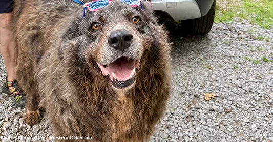 Dog Found Chained to Tree is Living His Best Life Now as Official "Greeter" at Rescue