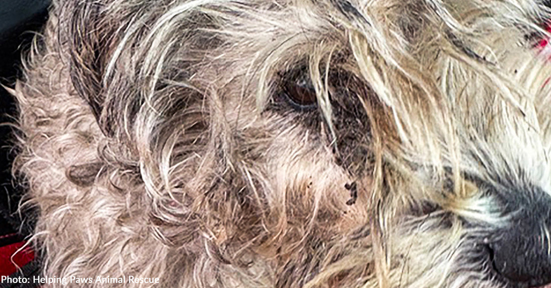 Dog Barely Surviving on Scraps in Backyard is Thriving in New Home