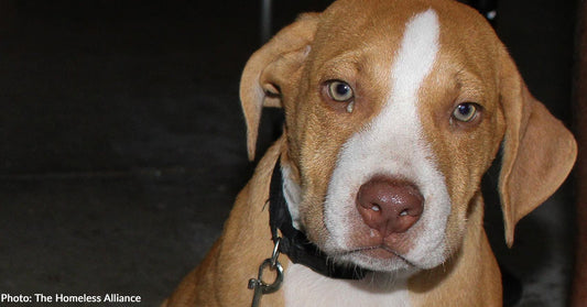 Quirky Dog Devours Donated Food Off the Ground- Just as He Likes It