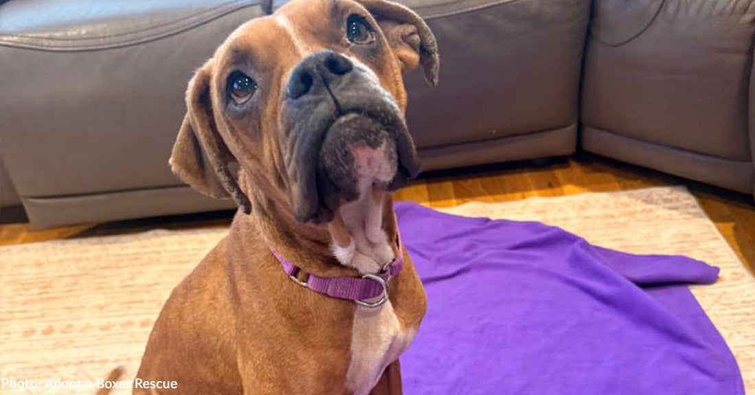 Emaciated Street Dog Living Her Best Life Now in Loving Home | The Animal Rescue Site