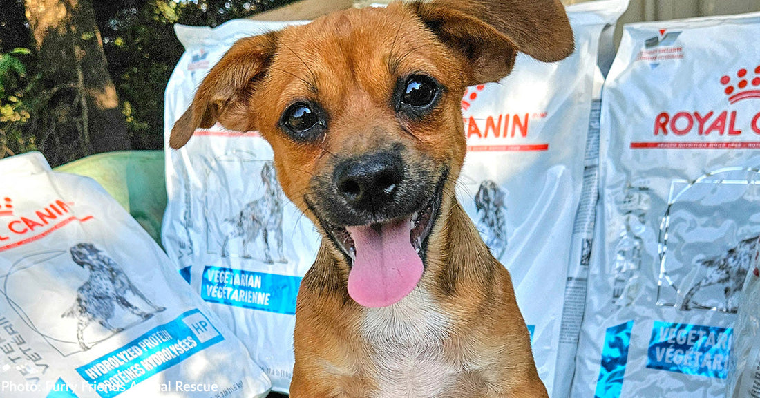 Puppy Abandoned on Dirt Road Will Never Go Hungry Again, Thanks to You