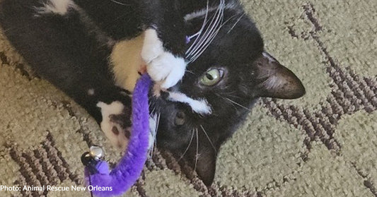 Stressed Pets at New Orleans Shelter Take Comfort in Donated Toys & Treats