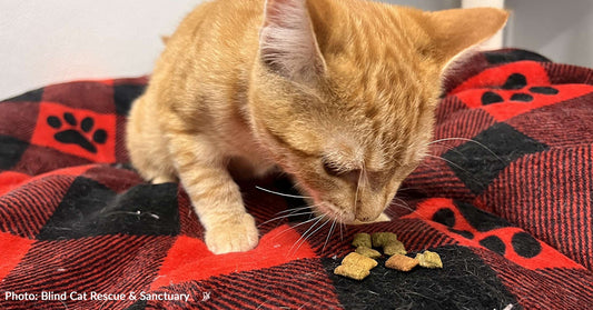 Special Needs Cats At North Carolina Sanctuary Receive Toys & Treats Thanks To Your Support