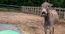 donkey chasing large green ball in pasture