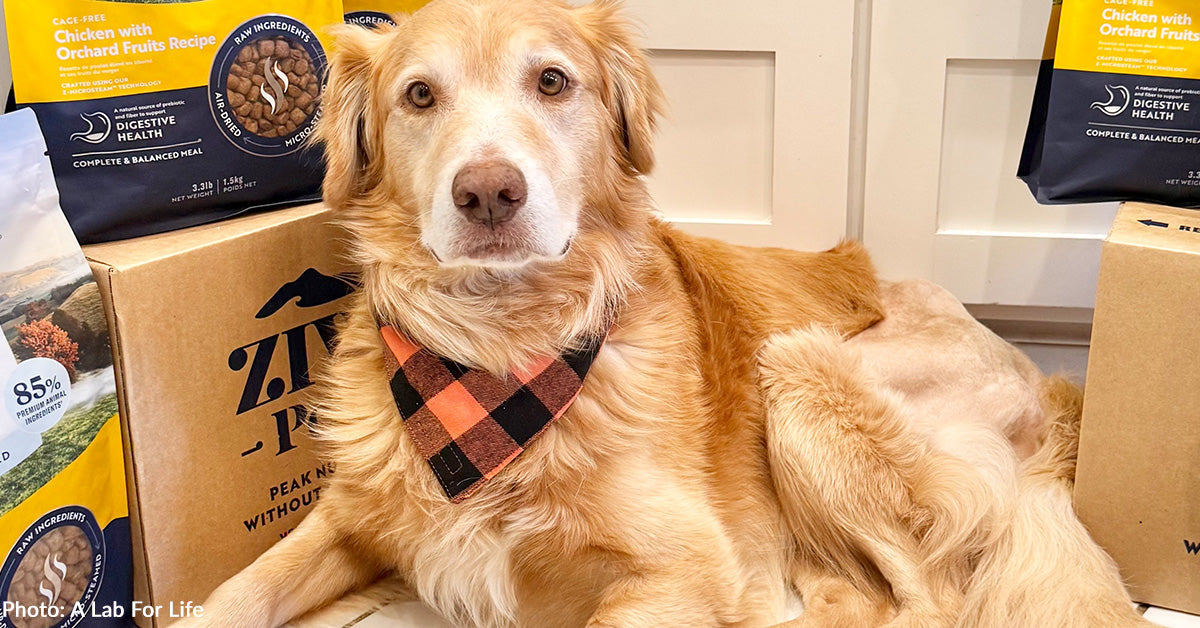 Fearful Shelter Dog Comes Out of Shell Thanks to Love and Delicious ...