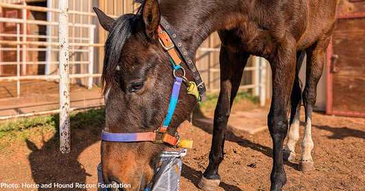 Retired Racehorse on Road to Recovery Thanks to Donated Supplements