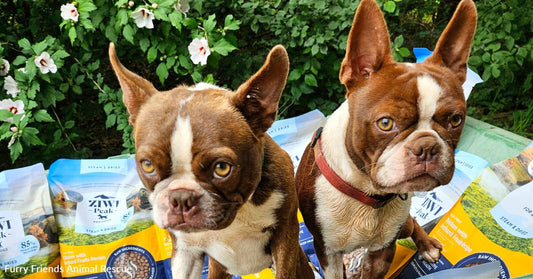 Dogs Rescued From Overwhelmed Breeder Are Safe and Fed, Thanks to You