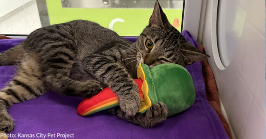 Missouri Shelter Pets Experience Toys And A Soft Place To Rest For First Time, Thanks To You