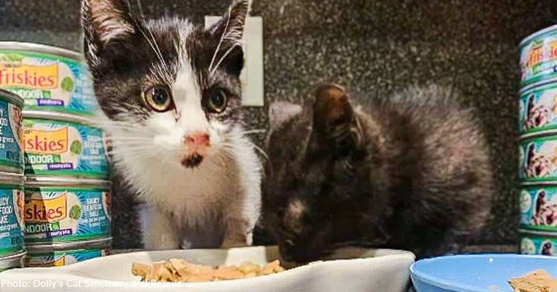 Kittens Beat Often Fatal Viral Disease and Continue to Grow Thanks to Donated Food