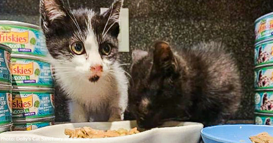 Kittens Beat Often Fatal Viral Disease and Continue to Grow Thanks to Donated Food