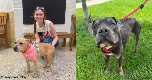 You Helped Save Two Neglected Dogs, One Who Was Left Behind After Move