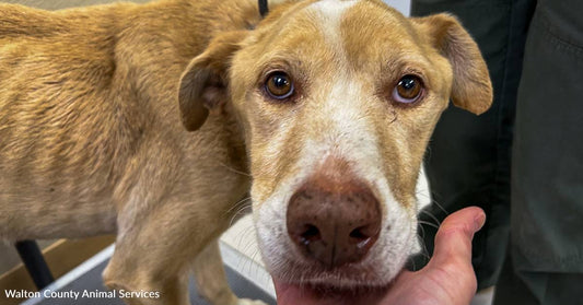 Frail, Exhausted Stray Dog Regains Health and Hope, Thanks to You