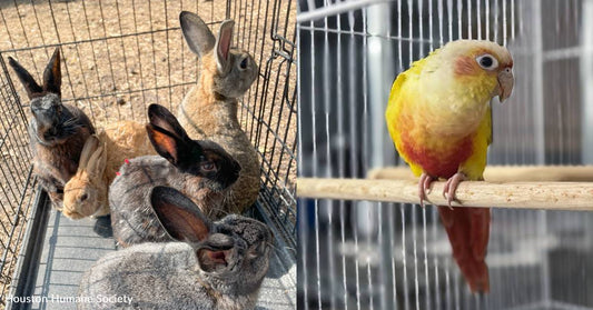 Shelter Saves Bunnies and Birds From Hoarding Situation, You Helped