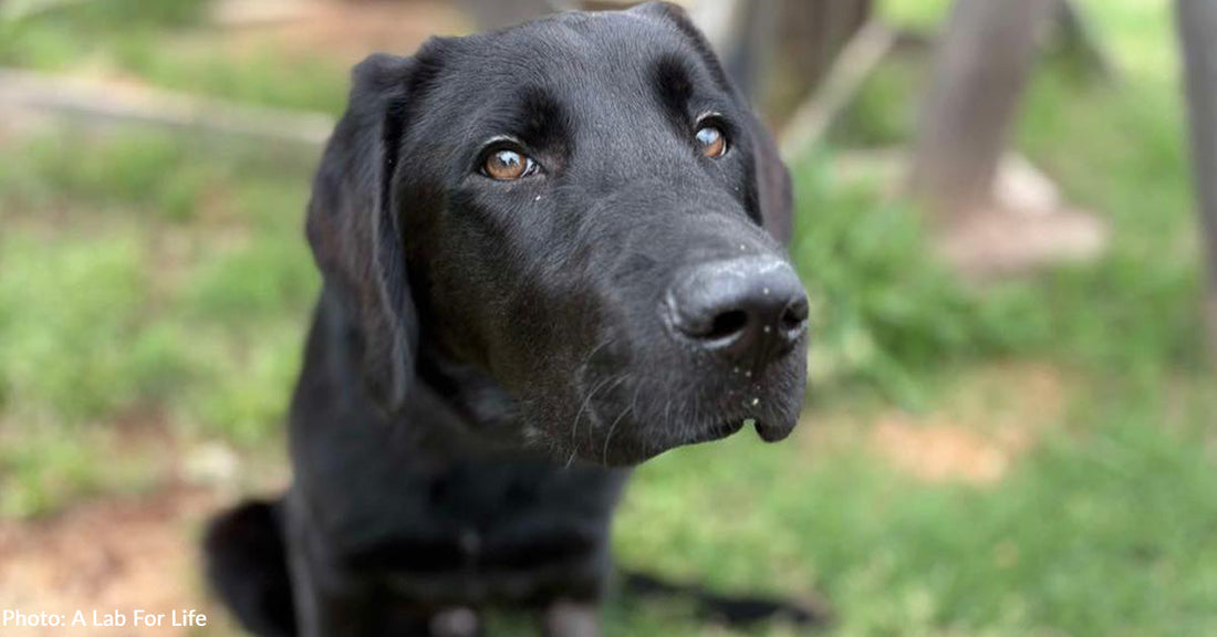 Puppy Recovering from Pesticide Poisoning Devours Donated Pet Food
