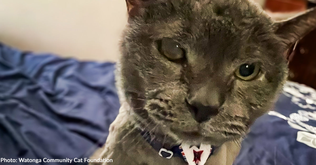 Cat Rescued From Sll Senior Cat Rescued from the Streets During Winter Storm Finally Living ...