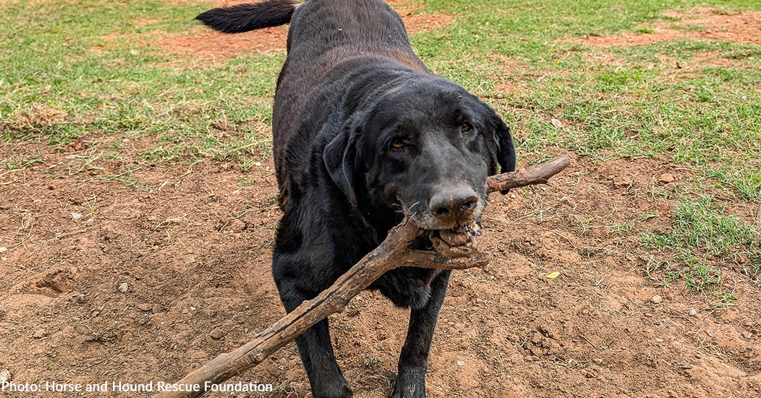 senior black dog carrying stick in mouth while looking at camera