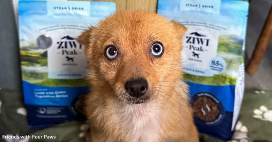 Sick Dog Resembling a 'Blue-Eyed Coyote' is Recovering, Thanks to You