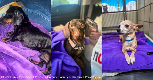 You Helped Provide Three Dogs Comfort When They Needed it the Most