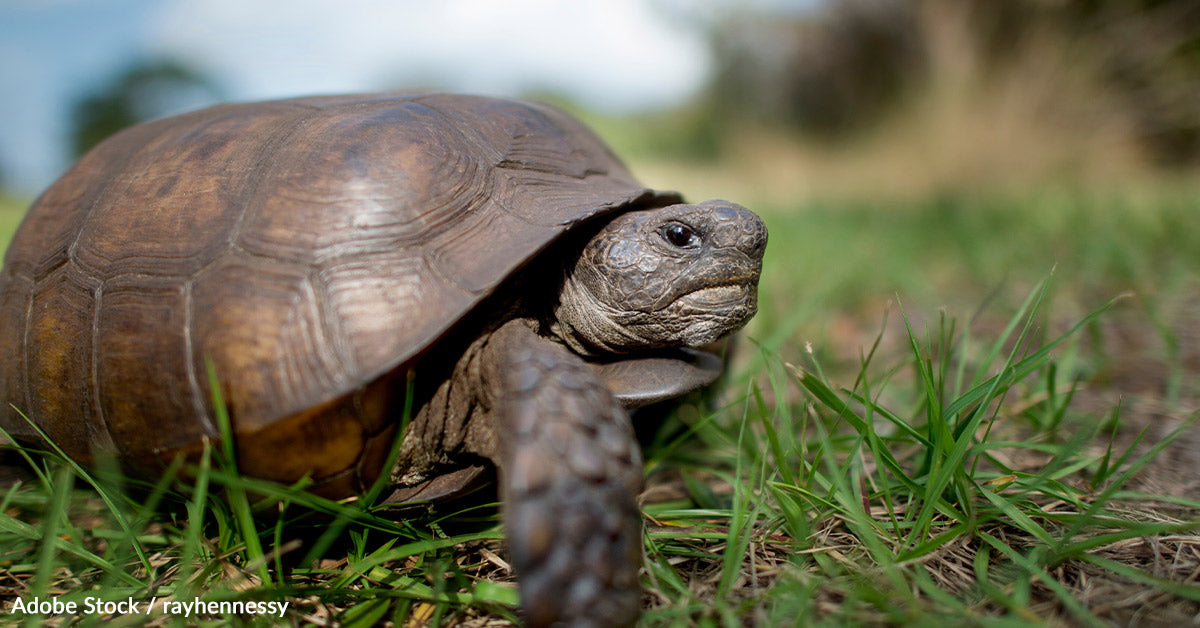 Environmental Groups are Suing the U.S. Fish and Wildlife Service Over ...