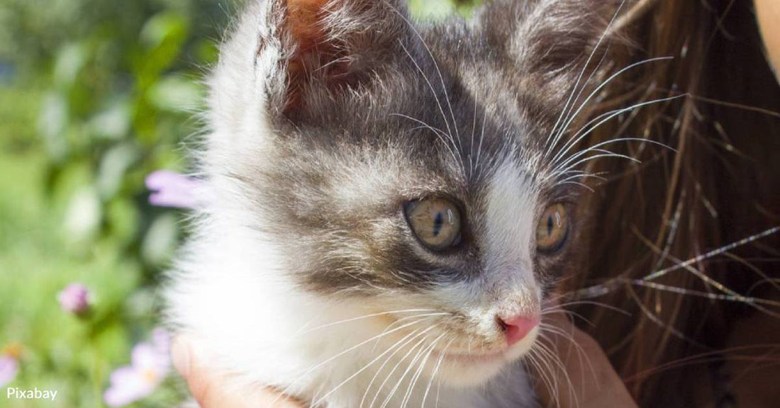 Kitten Rescued in North Hollywood Gets Movie Star Name