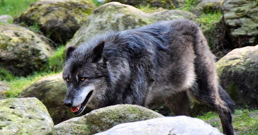 Gray Wolves Face Dire Fate as Protections Vanish, Hunters Close In