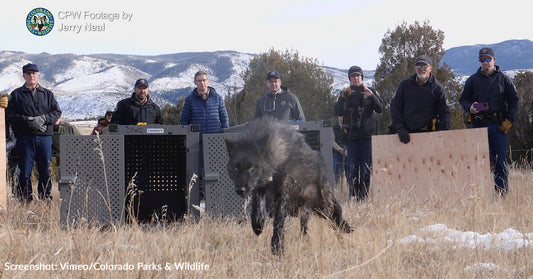 History Made In Colorado As Five Gray Wolves Are Released In Mountains