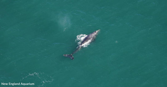 Gray Whale Spotted in the Atlantic Ocean, Where They've Been Extinct for Hundreds of Years