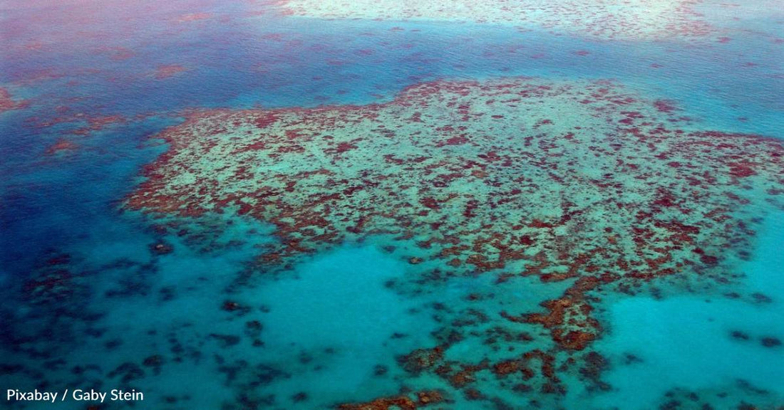 Incorporating Climate Change Information Into Great Barrier Reef Tourism May Help Save It