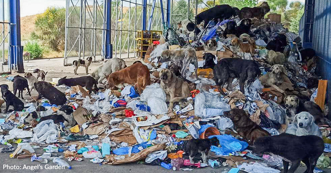 Cientos de perros hambrientos en Grecia buscan restos en un vertedero abandonado por humanos.