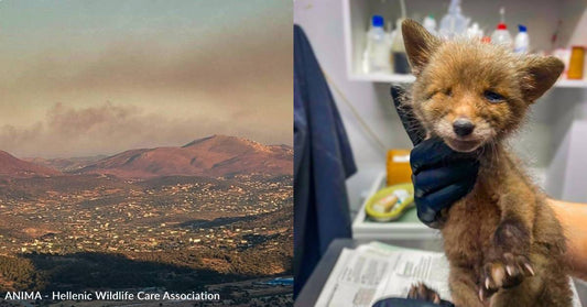 As Fires and Heatwaves Hit Greece, You've Helped Us Rescue Impacted Wildlife