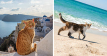 Split image showing an orange cat overlooking a seaside village on the left and a cat walking along a beach on the right.