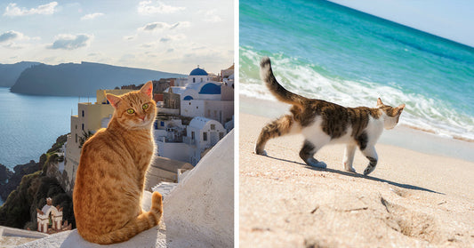 Split image showing an orange cat overlooking a seaside village on the left and a cat walking along a beach on the right.