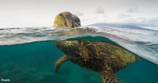 Rising Pollution Levels Threaten Green Sea Turtle Populations with Female-Heavy Imbalance