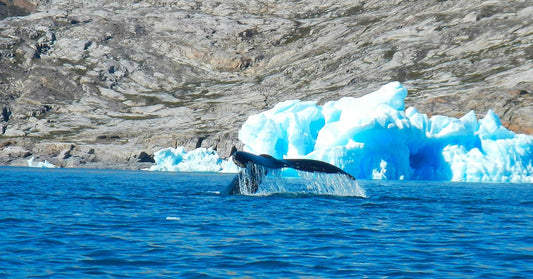 Robots Capture Rare Ocean Mixing That Speeds Arctic Ice Loss