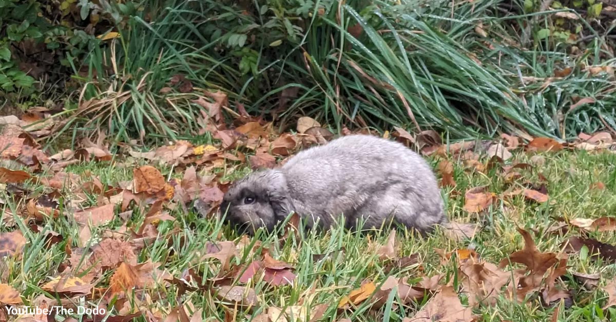 Girl Strolling Canine Spots Deserted Fluffy Bunny Shivering Alone In Chilly Rain Girl Strolling Canine Spots Deserted Fluffy Bunny Shivering Alone In Chilly Rain