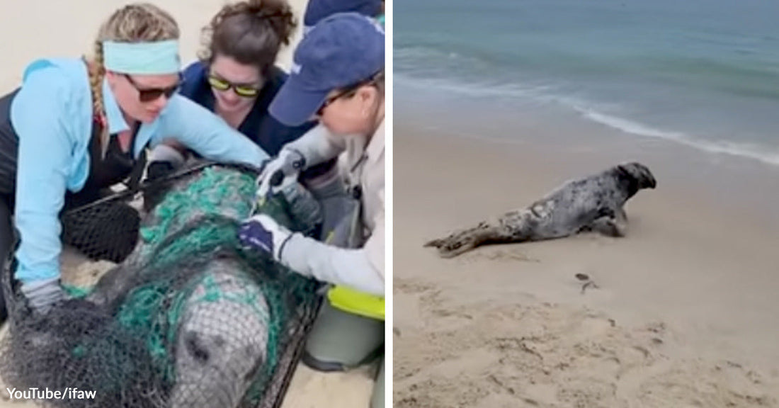 Rescuers work together to free a large seal tangled in green netting; the seal later moves across a sandy beach toward the water.