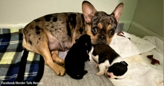 Spotted mother dog lying with two newborn puppies nursing beside her on bedding.