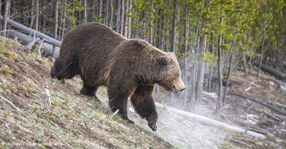 Grizzly Bears Set to Be Restored to Washington State's North Cascades